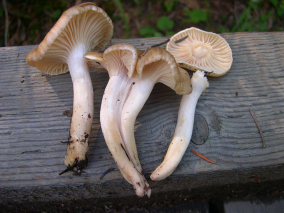 Hygrophorus monticola